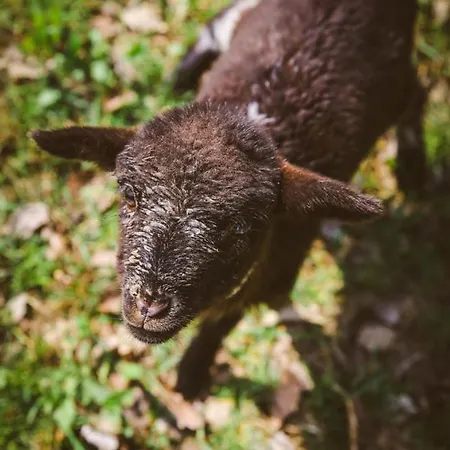 Deja Vu Szallas & Rendezveny Кемпинг Зирц