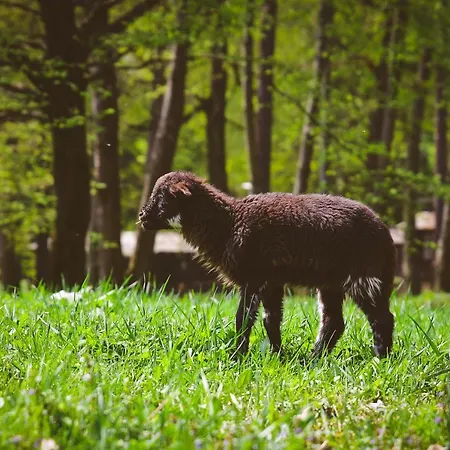 Кемпинг Deja Vu Szallas & Rendezveny Зирц