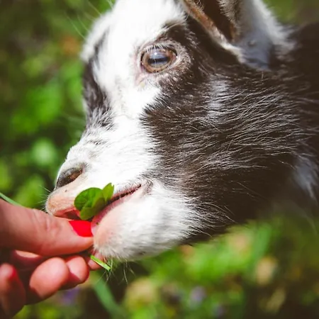 Deja Vu Szallas & Rendezveny Кемпинг