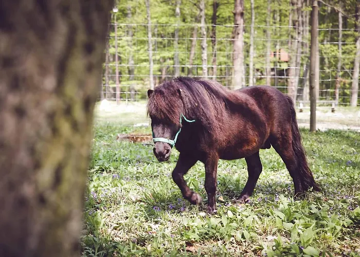 Deja Vu Szallas & Rendezveny * Zirc