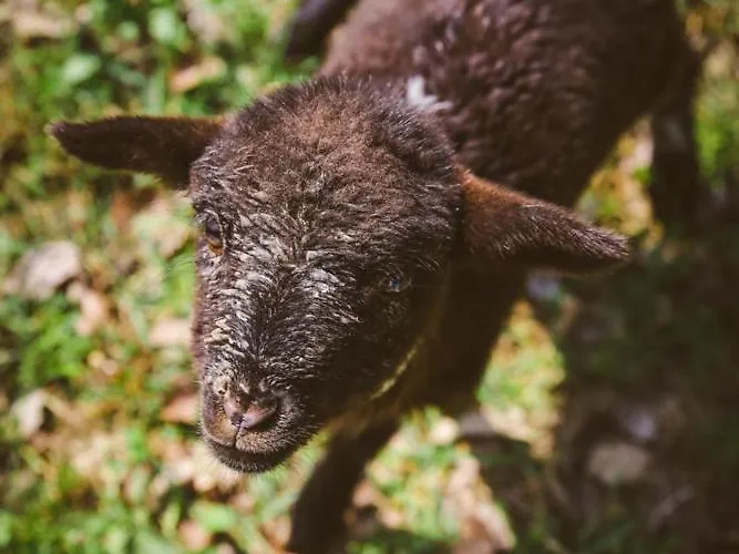 Deja Vu Szallas & Rendezveny Campsite Zirc