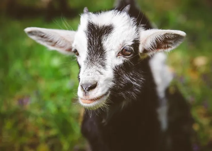 Deja Vu Szallas & Rendezveny Campsite