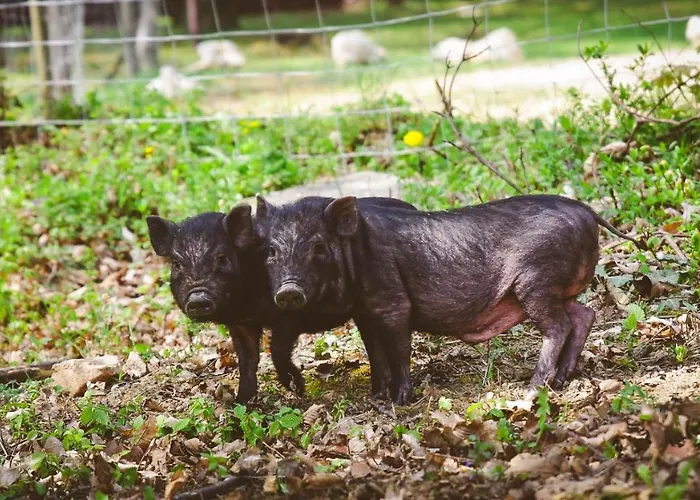 Deja Vu Szallas & Rendezveny