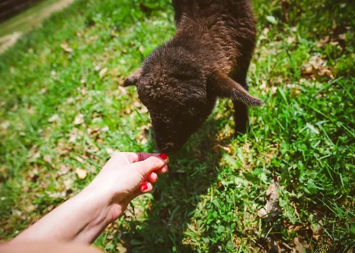 Deja Vu Szallas & Rendezveny * Zirc