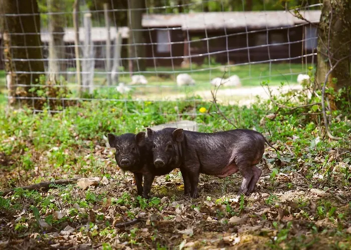 Deja Vu Szallas & Rendezveny Campsite