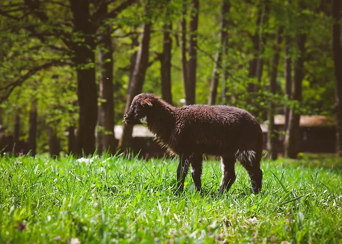 Campsite Deja Vu Szallas & Rendezveny Zirc