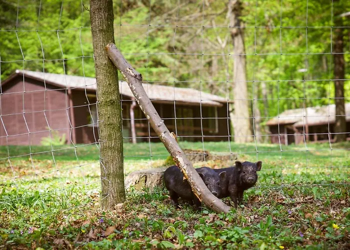 Deja Vu Szallas & Rendezveny Campsite