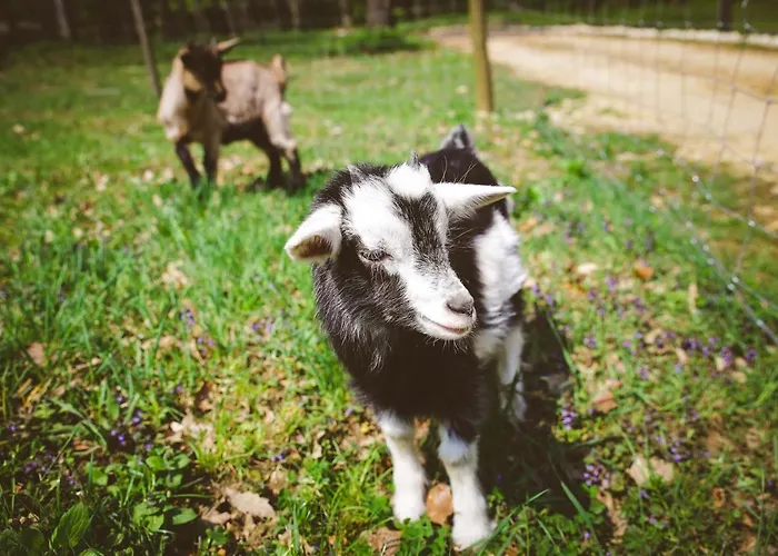 Deja Vu Szallas & Rendezveny * Zirc