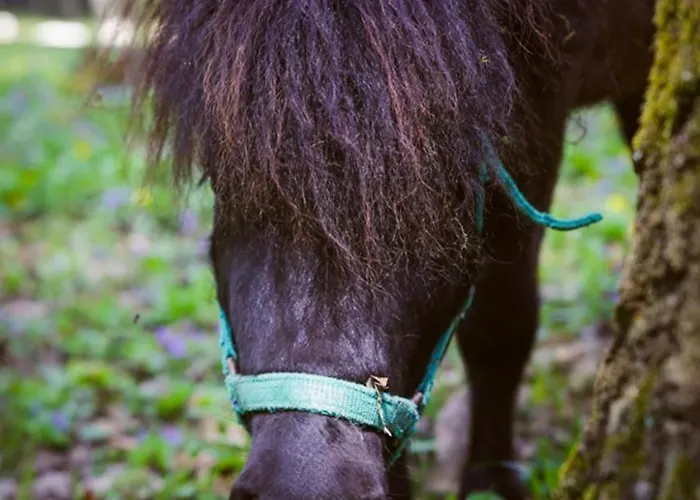 Deja Vu Szallas & Rendezveny Campsite *